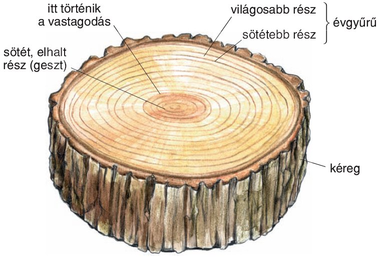 Évgyűrűk