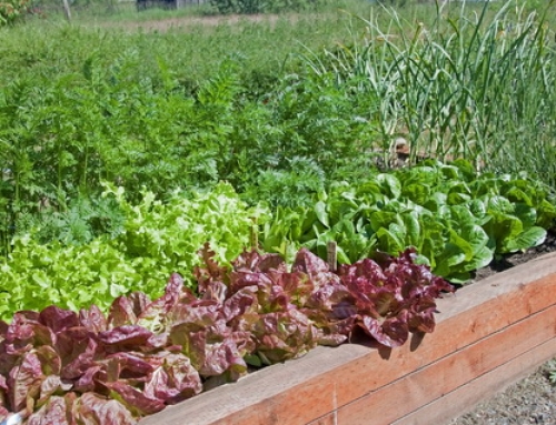 Hazai kertekben is termeszthető fűszerek- Fűszer kisokos I.