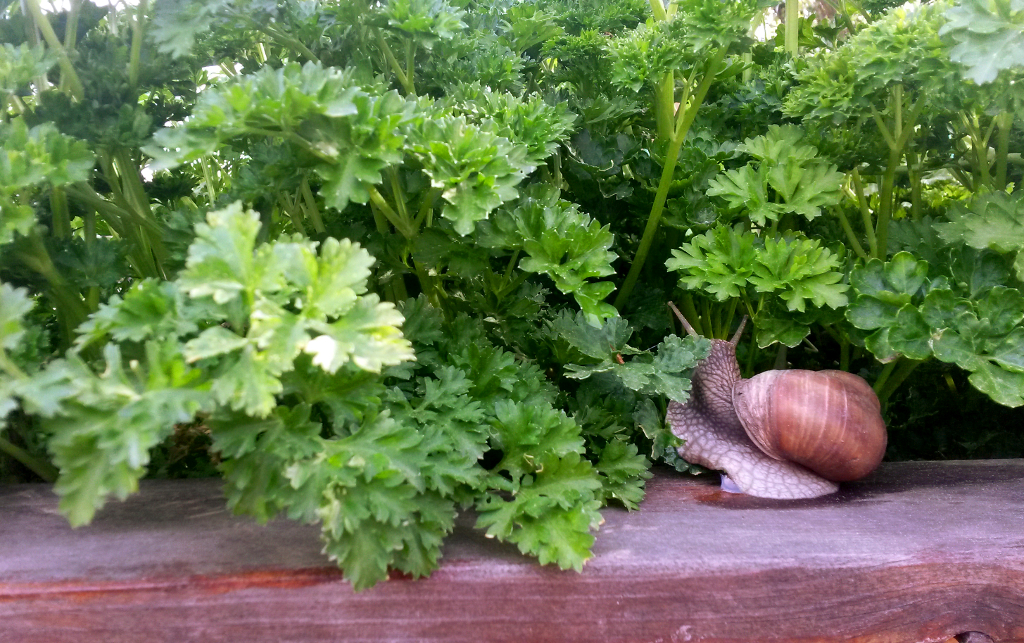 Csiga az Iskolakertben