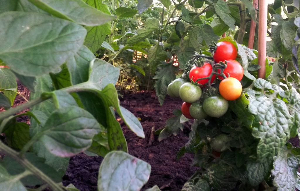 Paradicsom az iskolakertben