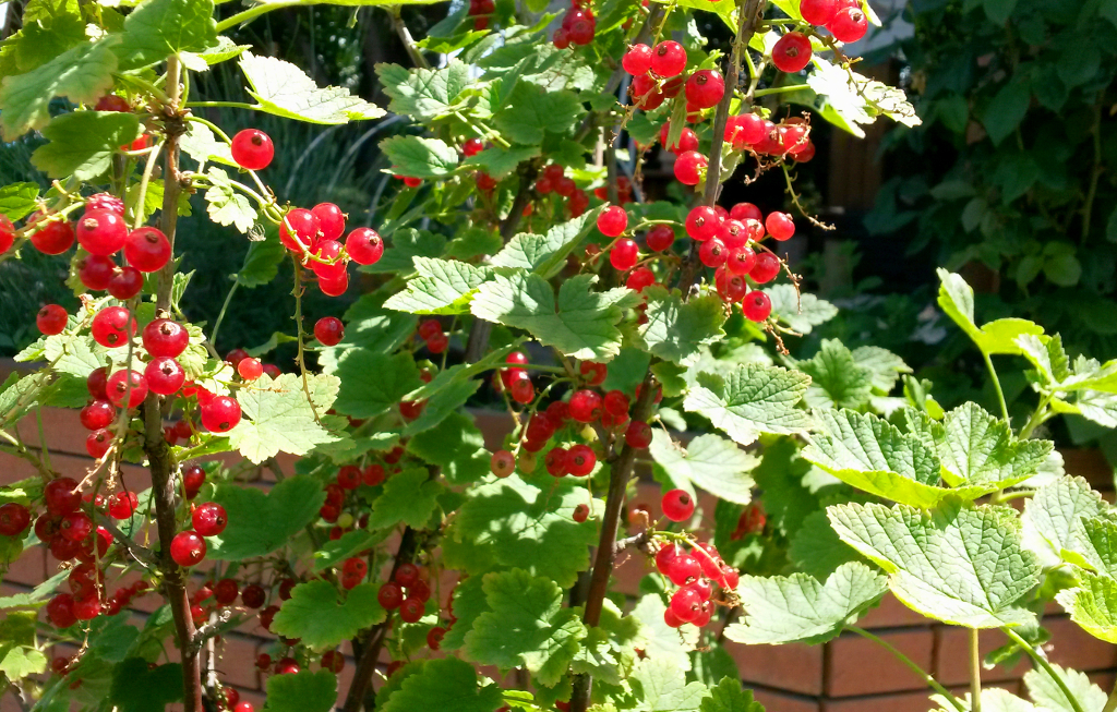 Ribizli az iskolakertben