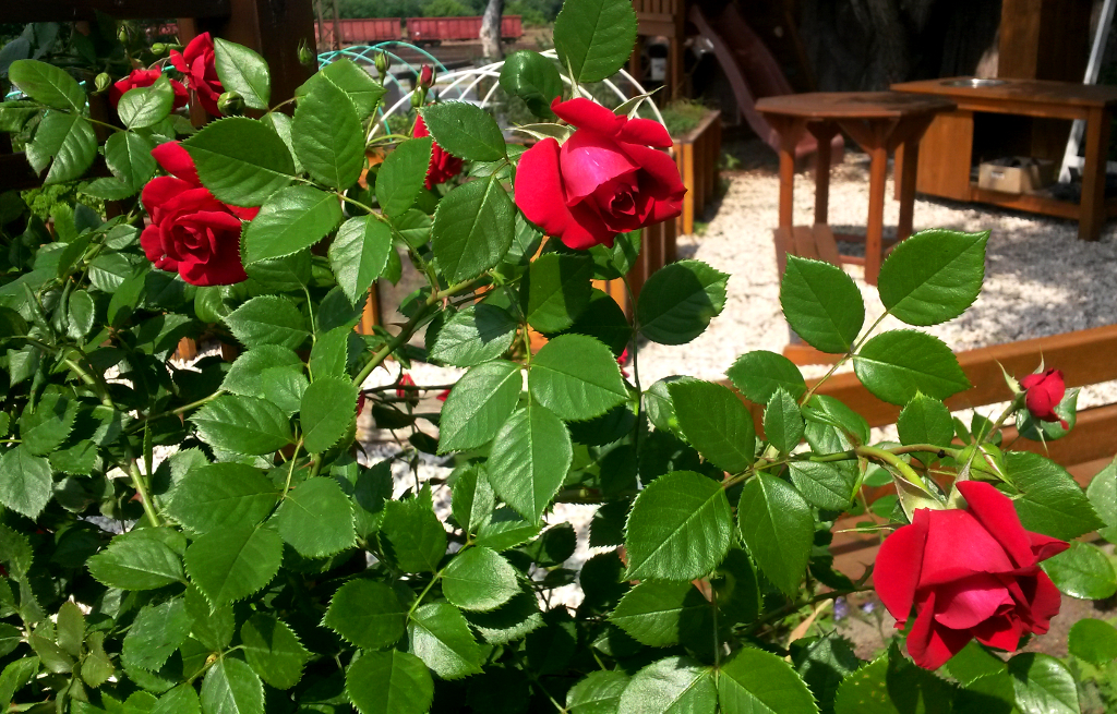 Rózsa az Iskolakertben