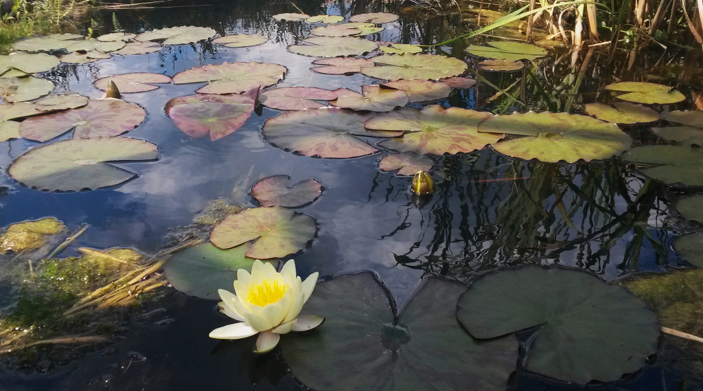 Tavirózsa a Nádland Tanösvényen